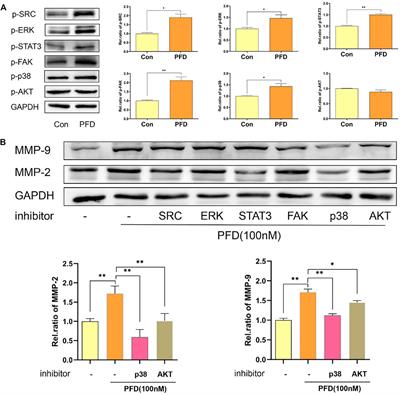 Biphasic Effect of Pirfenidone on Angiogenesis